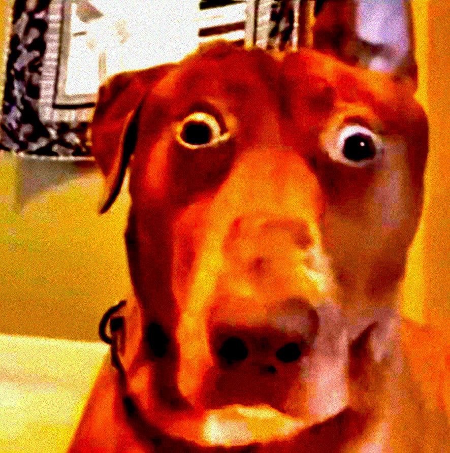 viral dog shocked